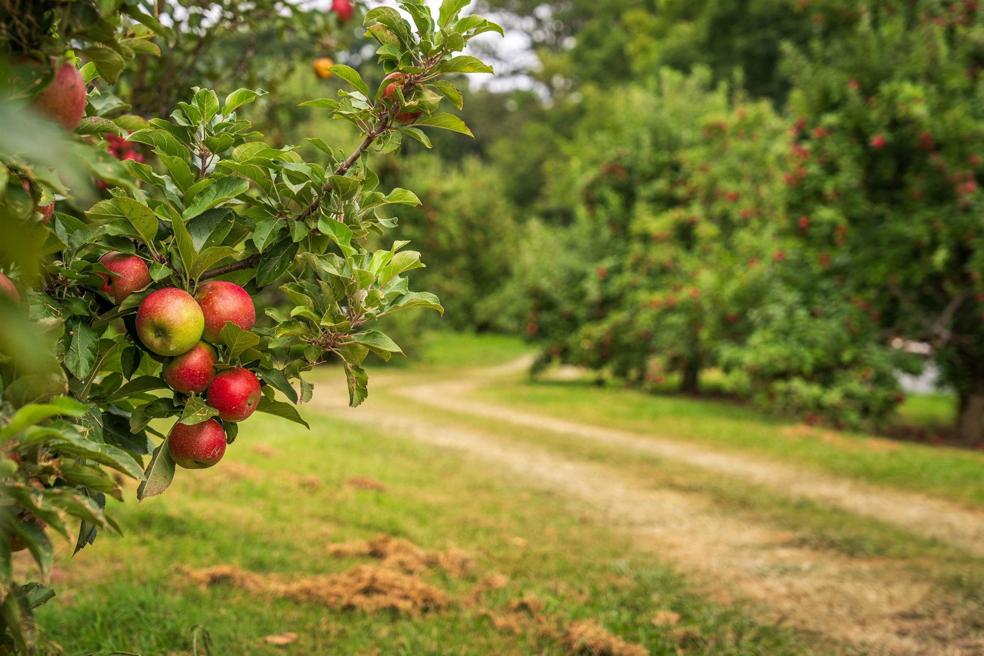 Mele rosse nel frutteto