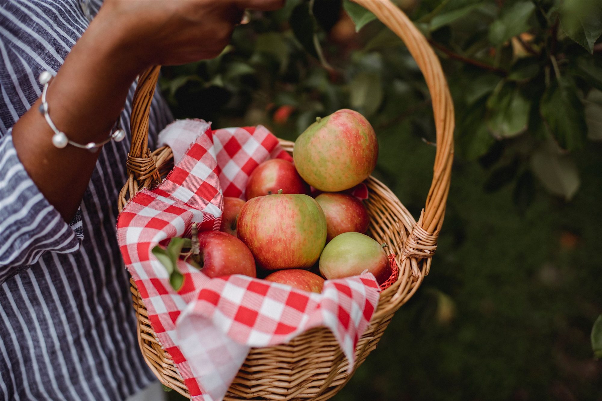 Cesto di mele appena raccolte